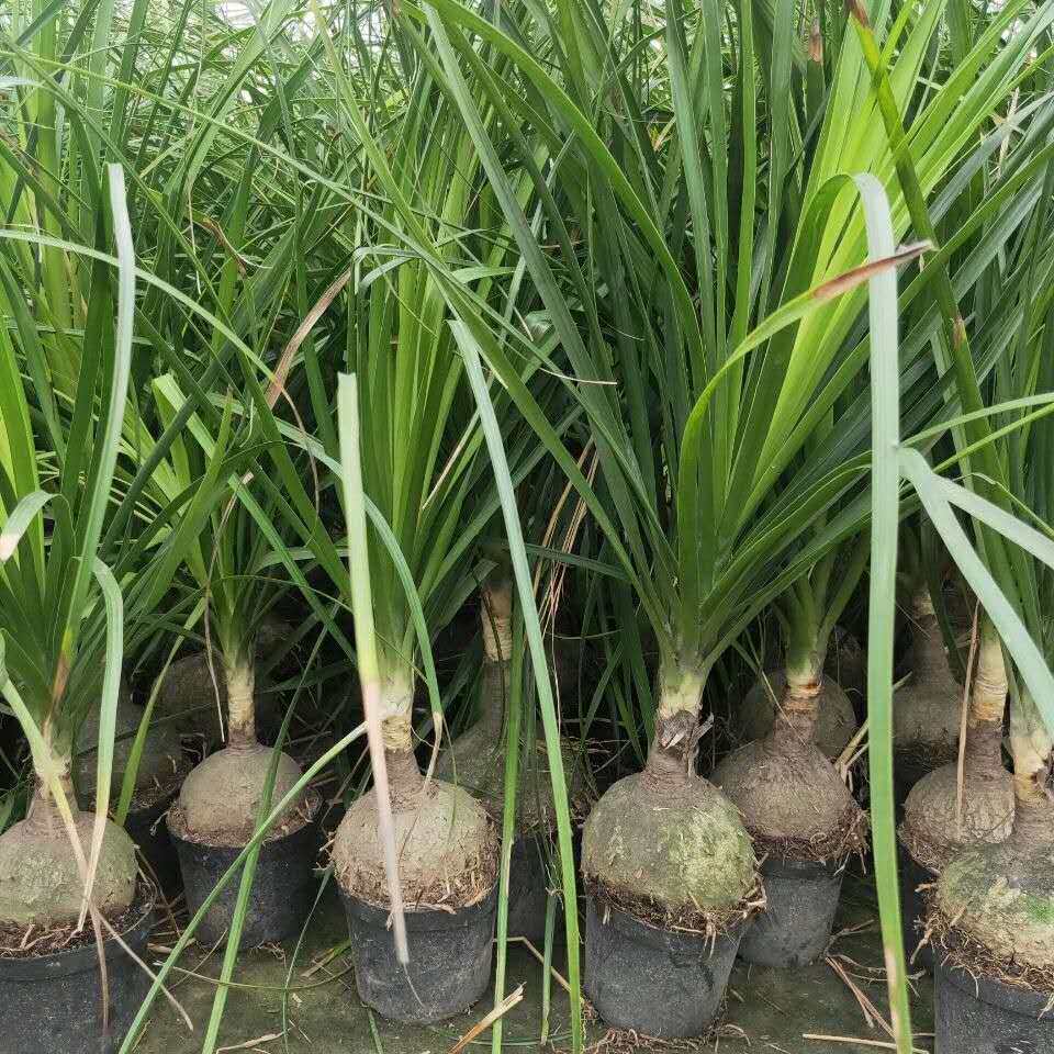 酒瓶兰盆栽 酒瓶兰花苗 大型办公室桌面花卉绿植8-10厘米
