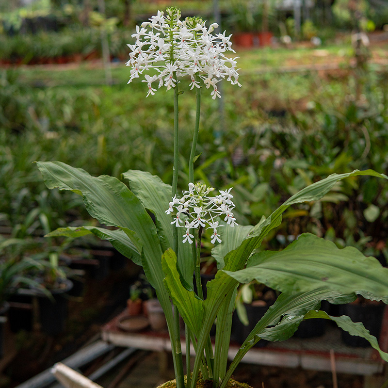匠人花圃宽叶穗花三褶虾脊兰室内耐活绿植白花卉盆景云南基地直发