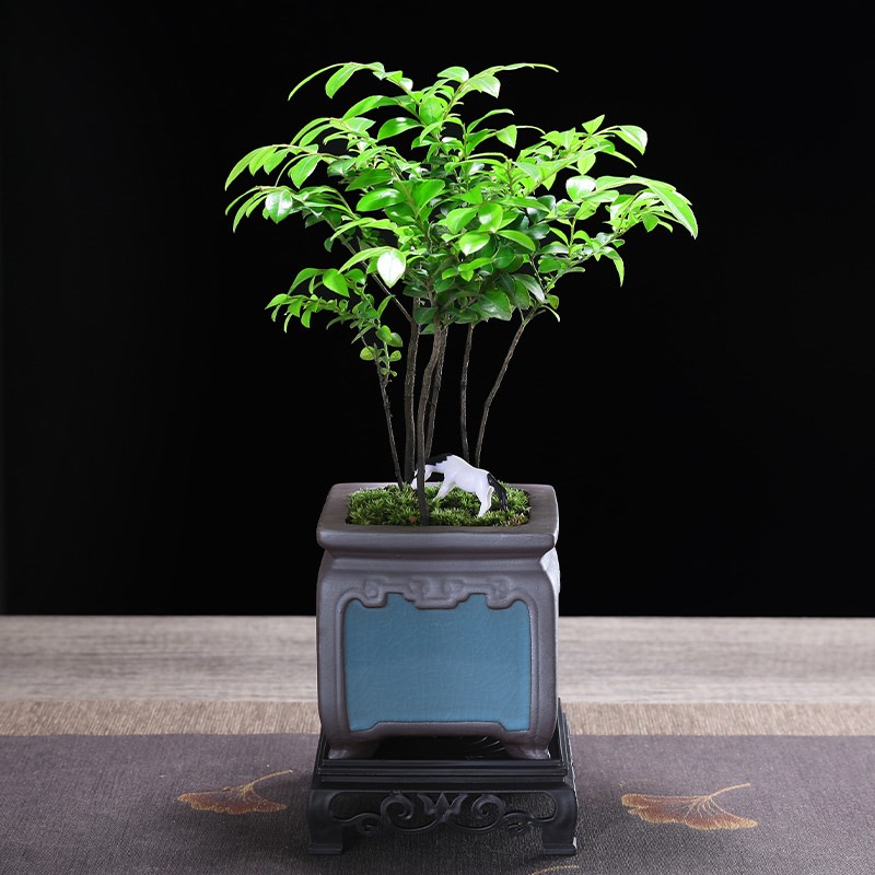 小叶紫檀盆景老桩绿植桌面植物室内摆件办公室书房客厅黑骨茶盆栽