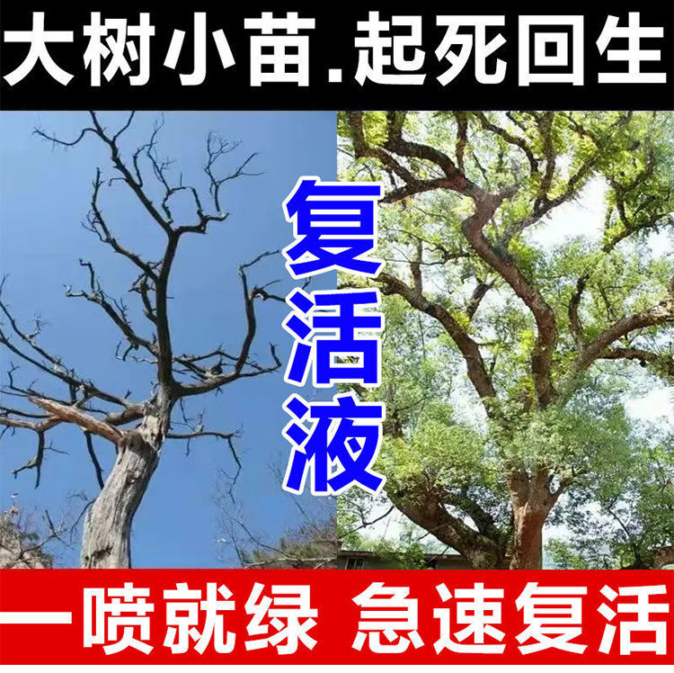 大树复活灵枯树再生液复活营养液提高移栽成活率改善树木充分激活