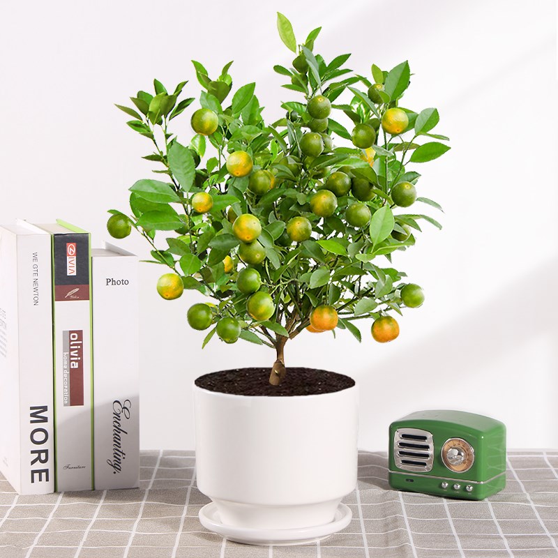 四季金桔树苗盆栽带果室内客厅招财植物室外耐寒花卉绿植橘子盆景