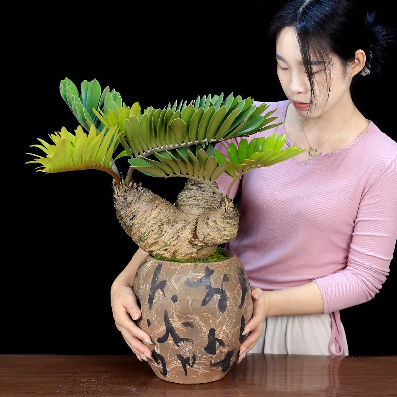 墨西哥铁树大型老桩盆景室内植物客厅办公室前台绿植耐旱好养盆栽