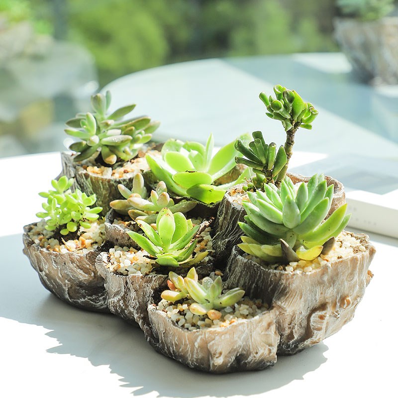树根盆景多肉植物大号创意个性仿木多口多洞多肉花盆景观肉肉拼盘