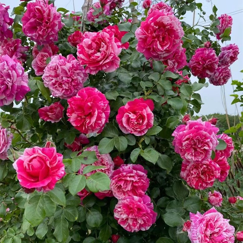 无刺伊蕾莎斯特月季花苗藤本浓香庭院蔷薇爬藤阳台玫瑰四季大花卉