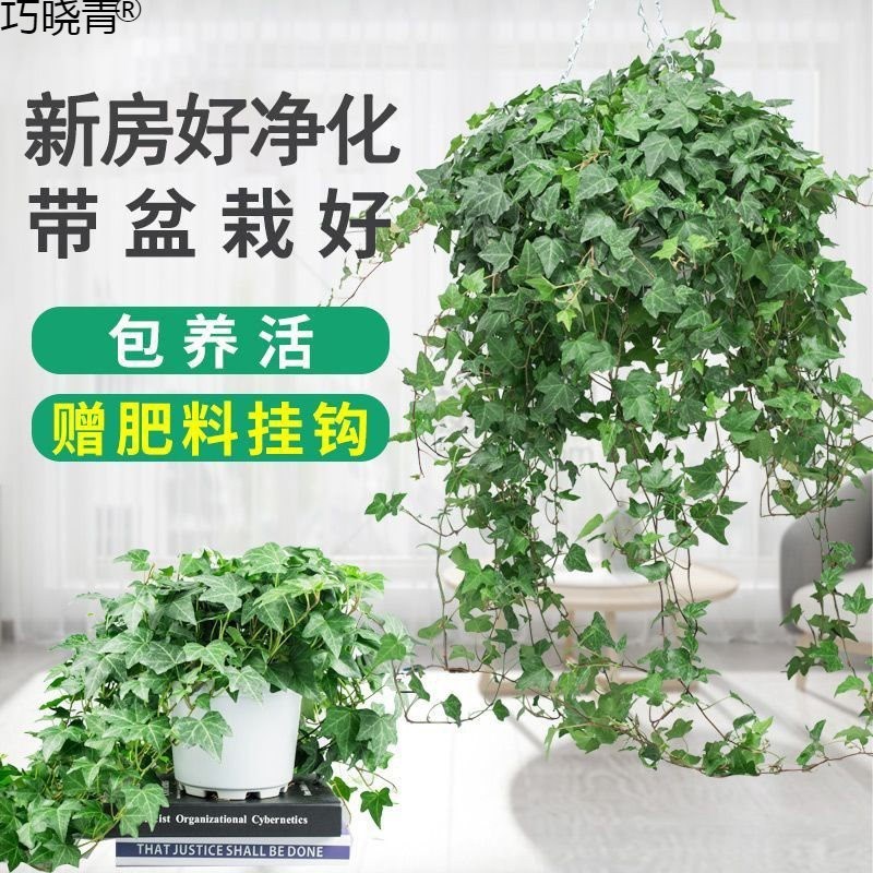 吊兰植物常春藤新房净化空气好爬藤盆栽长藤吊兰室内阳台花卉好巧
