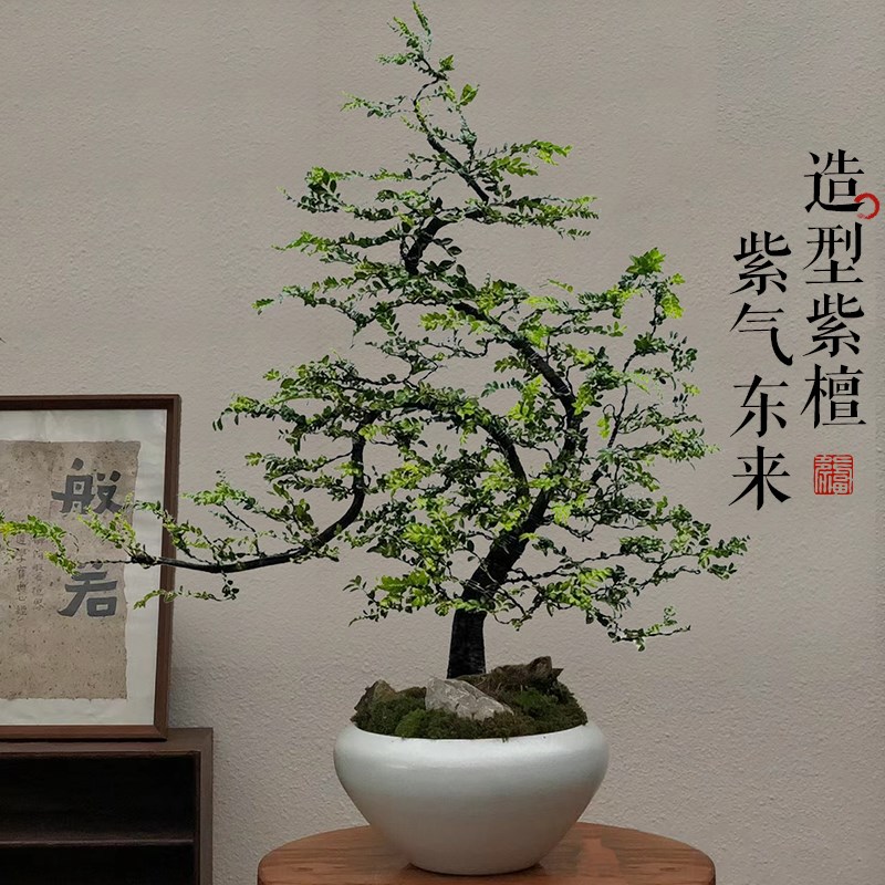 小叶紫檀盆景老桩树苗黑骨茶室内办公室绿植盆栽摆件四季好养植物