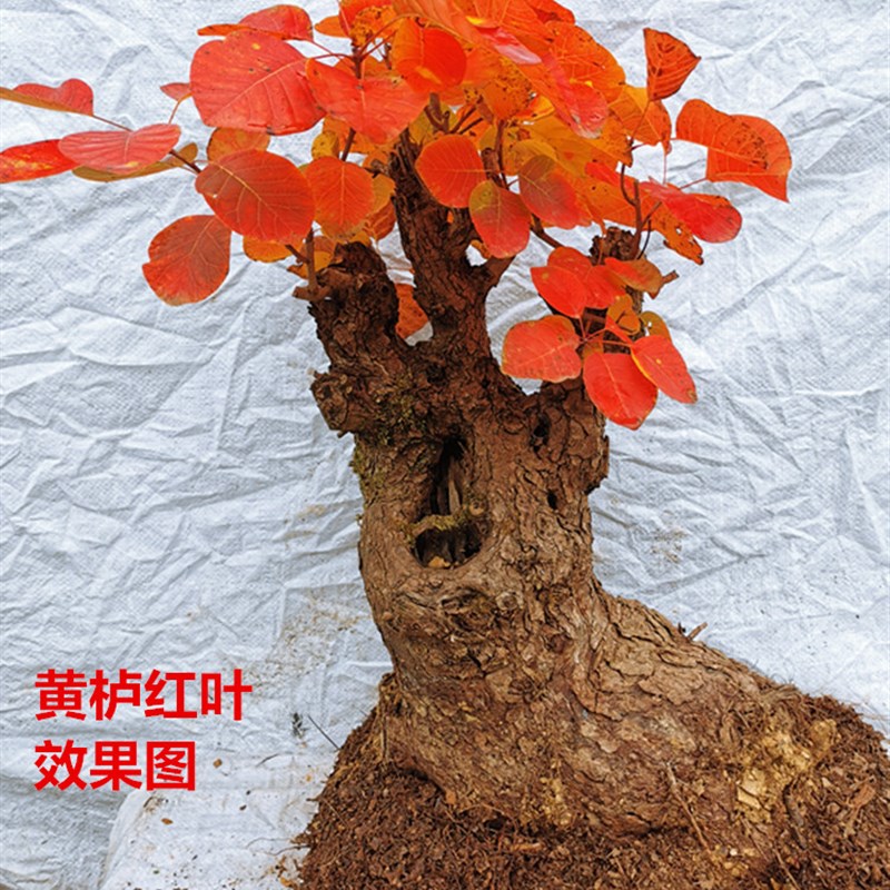 黄栌盆景老桩古怪桩熟桩热卖北京香山红叶树桩冬季耐寒实物