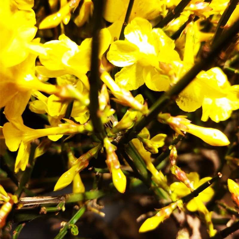 小叶虎蹄迎春花盆景造型老桩提根攀援植物盆栽花卉黄老虎连翘耐寒