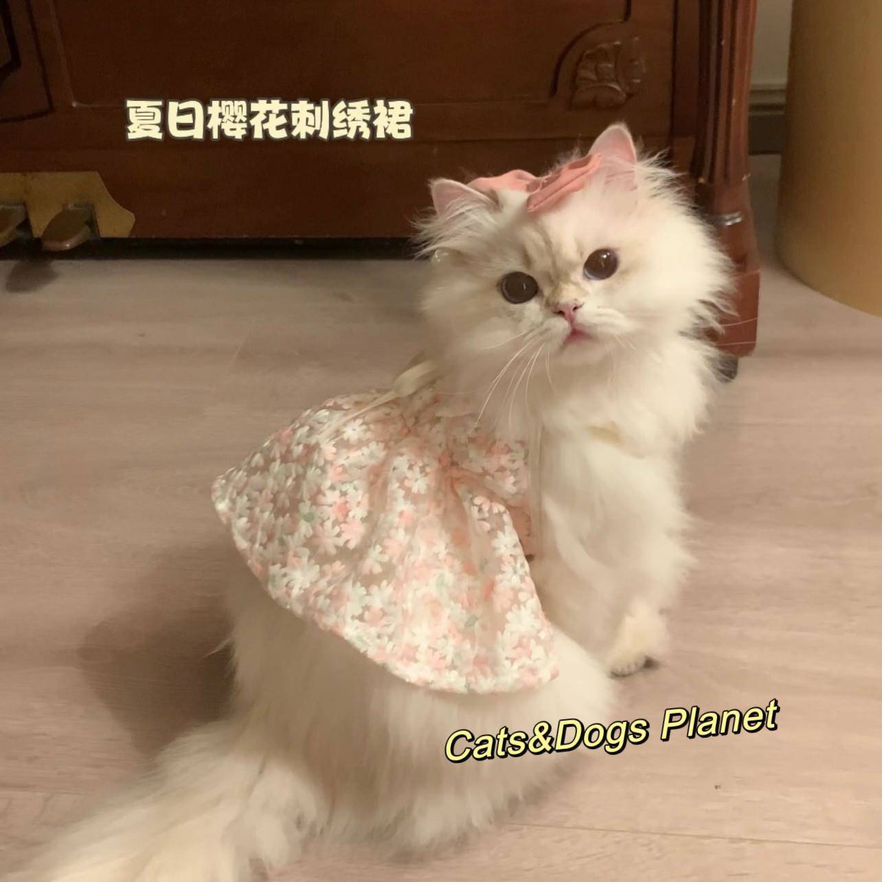 次日达宠物猫咪吊带裙立体刺绣樱花可爱衣服狗狗猫咪公主风金渐层