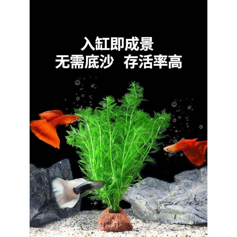 火山石水草植物鱼缸造景摆件全套水培植物鱼共养阴性真草净化水质