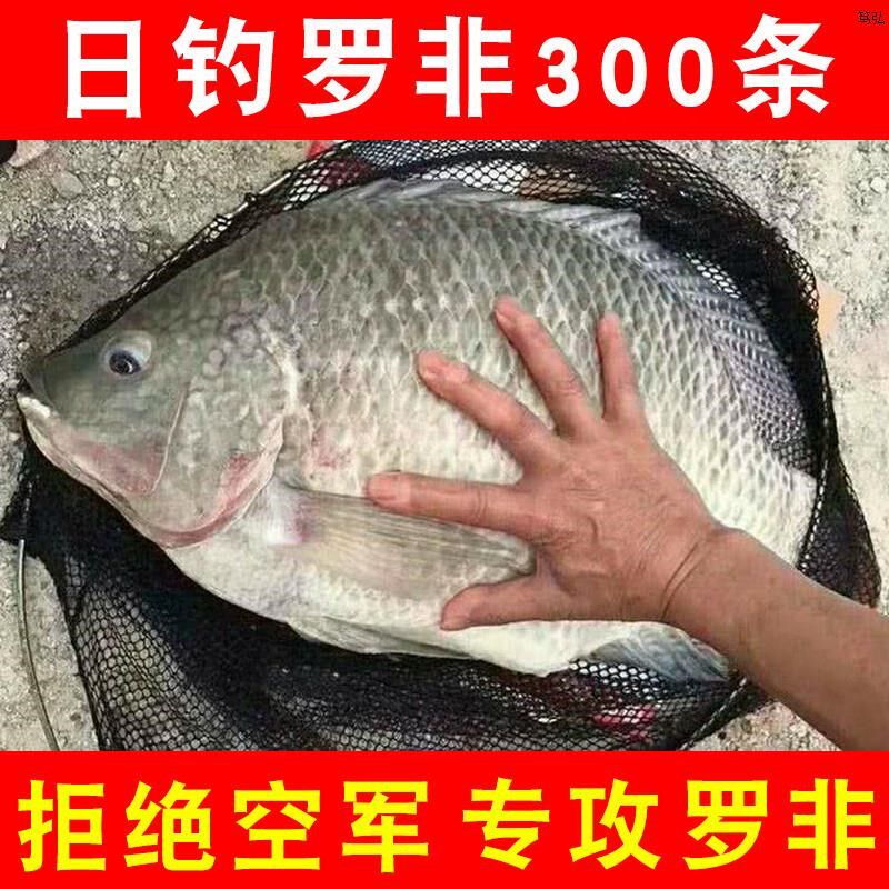 罗非鱼饵料野钓黑坑大罗飞专用饵料广东广西肝腥味香腥味罗非鱼饵