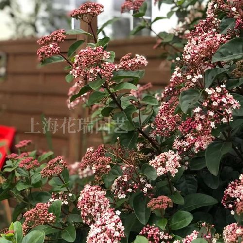 地中海荚蒾盆栽庭院阳台多年生耐热耐寒常绿灌木花卉花期较长好养