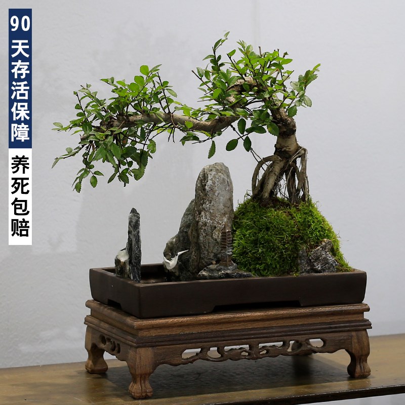 榆树老桩盆景室内山水假山植物客厅办公室桌面绿植盆栽玄关摆件