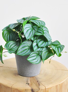 包邮仿真绿植竹芋盆景树脂盆家居办公绿化小桌摆装饰盆栽 art383