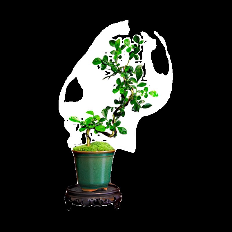 九里香七里香小盆栽开花植物微景观盆景中式茶桌办公桌面绿植摆件