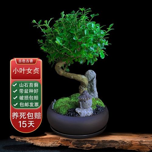 小叶女贞造型盆景室内绿植客厅庭院桌面观叶盆栽四季好养阳台植物