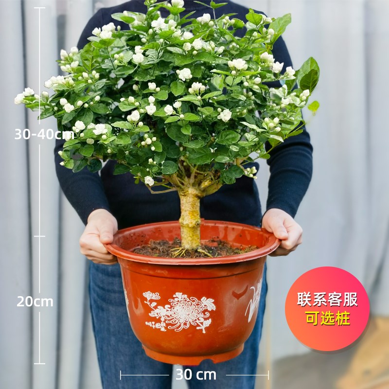 茉莉花盆栽独杆栀子花精品老桩盆景阳台绿植花卉单瓣茉莉花棒棒糖