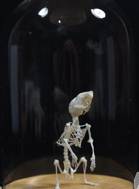 仓鼠骨骼标本 真骨 教学送礼收藏宠物加工金丝熊骨骼