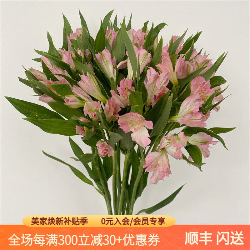 进口鲜花粉色六出花水仙百合多瓣花朵 赏心悦目 家庭DIY花艺插花