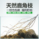 买一送一鹿角枝天然树枝溪流缸原生缸南美缸造景树枝鱼缸造景装 饰
