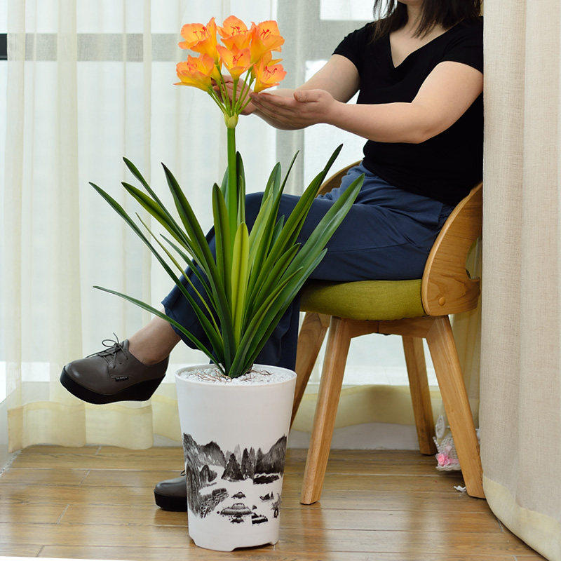 君子兰盆景仿真花假花套装绿植室内客厅电视玄关柜摆放吧台装饰花