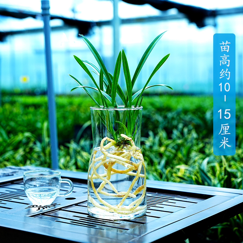水培香水小苍兰兰花苗含玻璃瓶室内客厅植物浓香四季花卉阳台耐寒