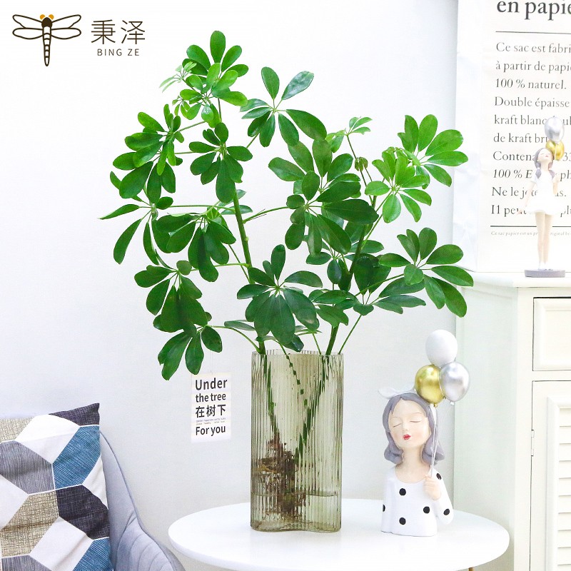 鸭脚木水培植物水养鹅掌财盆栽招财树八方来财室内绿植花卉七叶莲