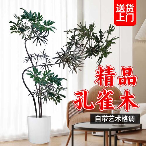 孔雀木绿植盆栽室内客厅旺宅植物办公室阳台乔迁送礼新房大型盆景