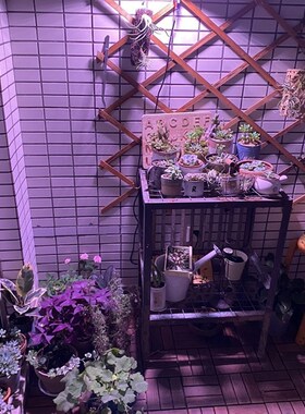 wega贵翔多肉补光灯肉肉上色兰花补光LED全光谱仿太阳植物生长灯
