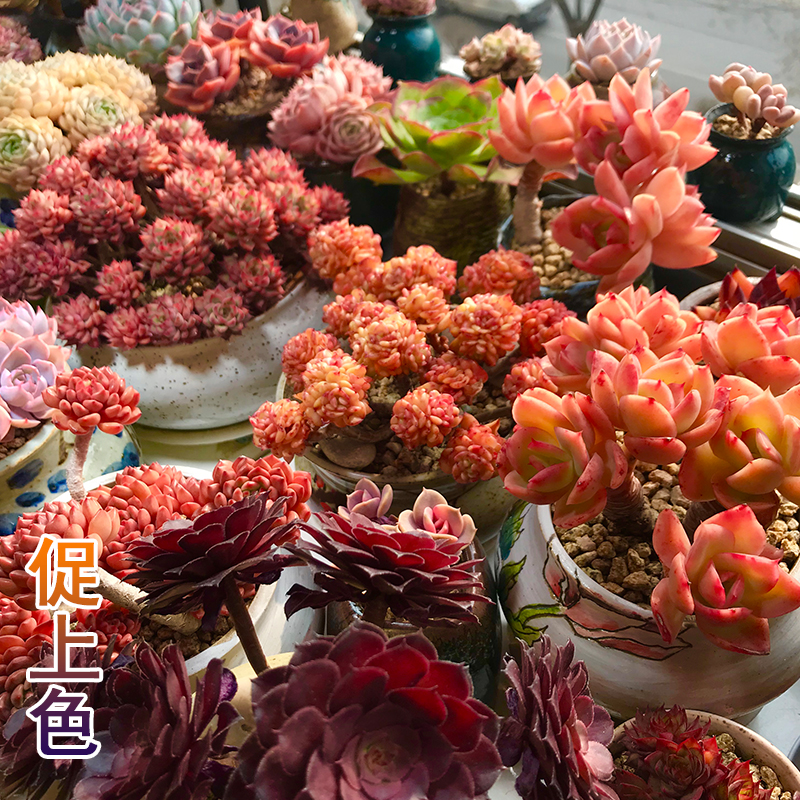 画山千UVB全光谱多肉植物补光灯防徒长太阳紫外灯植物生长补光灯