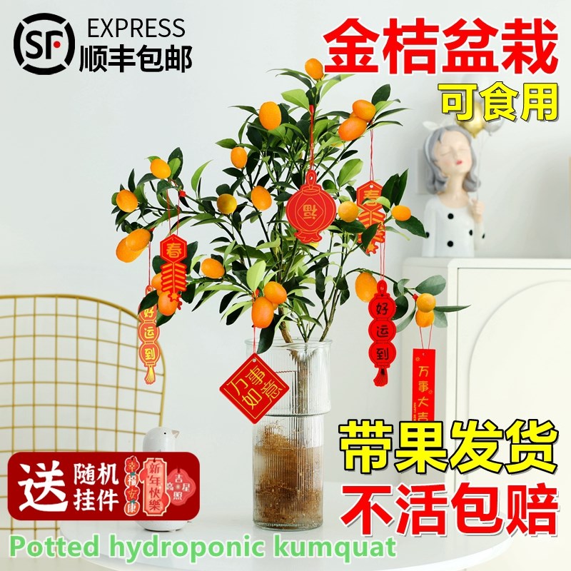 水培植物金桔树盆栽客厅柠檬树带果四季脆皮橘子树室内好养年宵花