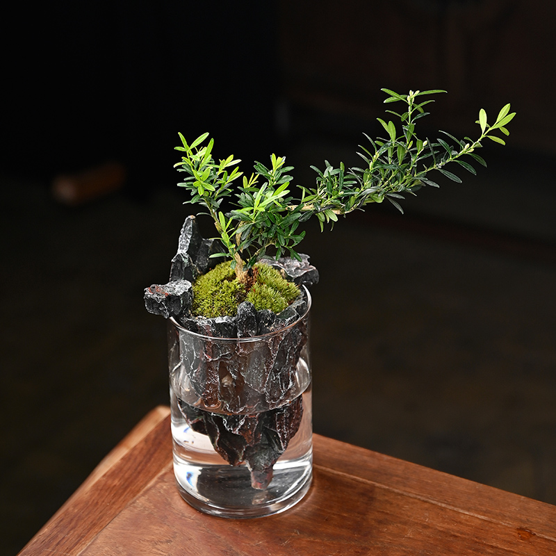 倒山桌面苔藓微景观造景植物生态瓶绿植盆栽玻璃室内盆景创意摆件