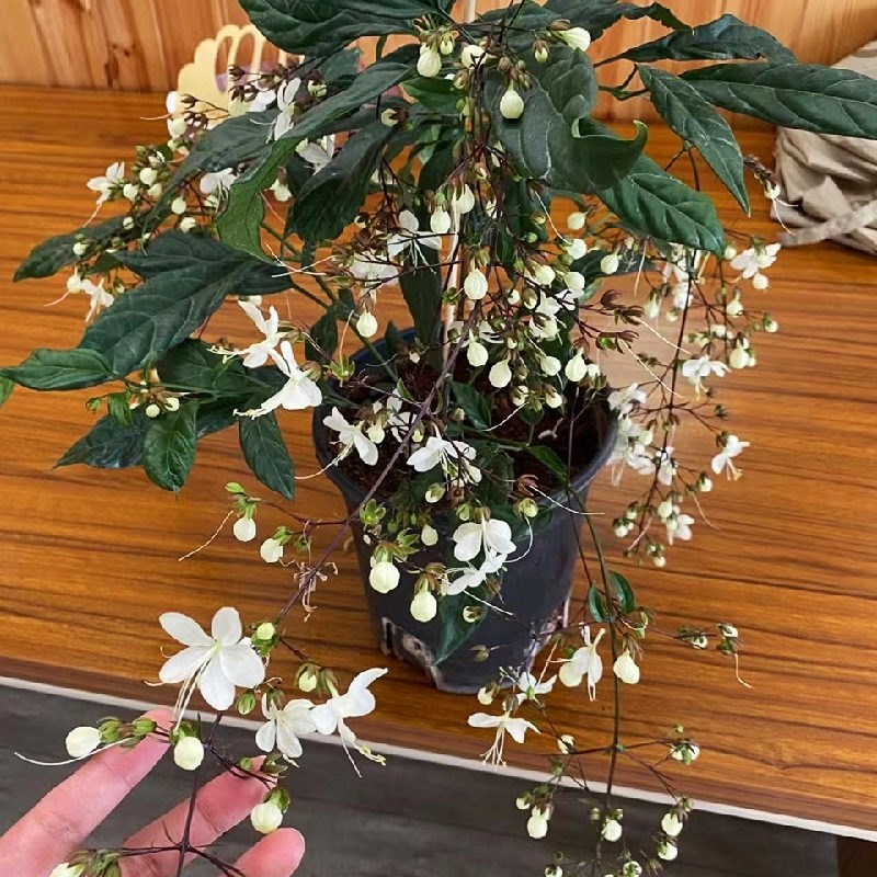 垂丝茉莉盆栽带花室内阳台木本开花植物客厅鲜花植物多季开有香味