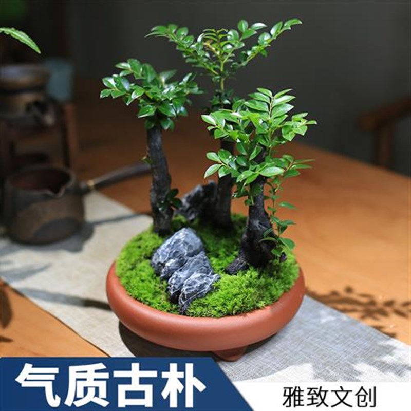小叶紫檀盆景室内迷你小盆栽办公室绿植四季老桩创意植物客厅花卉