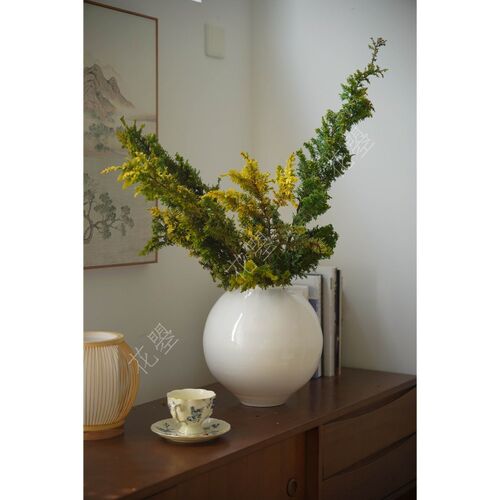 花曌 新鲜采摘金丝凤尾松枝鲜切枝条水养鲜花真花家居瓶插花