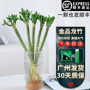 多头龙竹粗壮转运竹富贵竹水养带根室内客厅植物盆栽节节高文昌竹