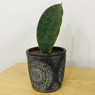 【泰国稀有品种】原始宝镜翠绿虎皮兰美化环境净化空气抗辐射一物