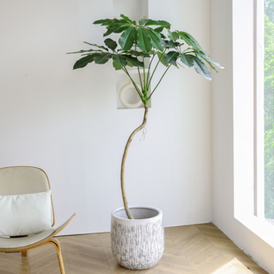 在树下大叶伞绿植老桩盆栽客厅落地大型净化空气室内植物一物一拍