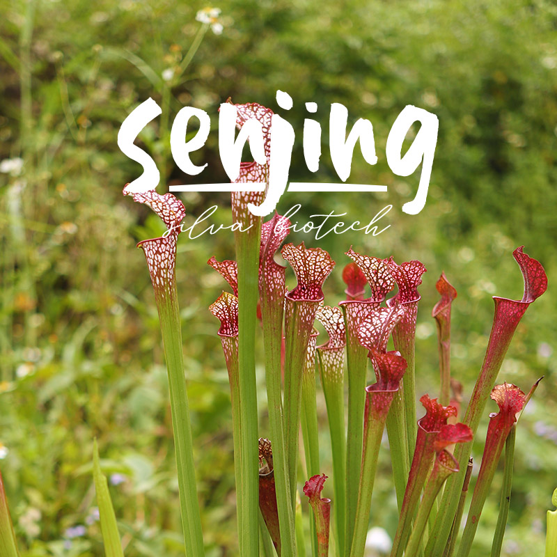 红白瓶子草/秋瓶超红!特征明显/基础款白瓶超值大苗/食虫植物