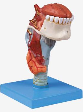 喉附舌、牙模型A13003