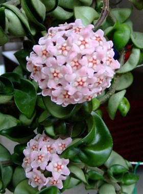 卷叶球兰Compacta 卷叶外锦球兰 卷叶内锦球兰 带锦球兰