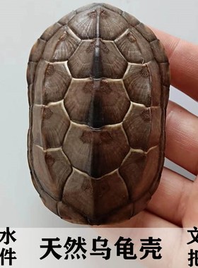 天然乌龟壳完整真草龟墨龟壳完整六爻工具文玩手把挂摆件富甲天下