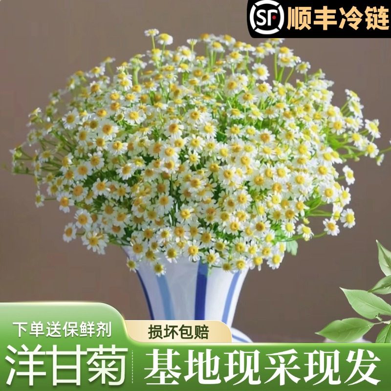 云南鲜花基地直发洋甘菊长花期小雏菊鲜切花家庭客厅室内插瓶花材