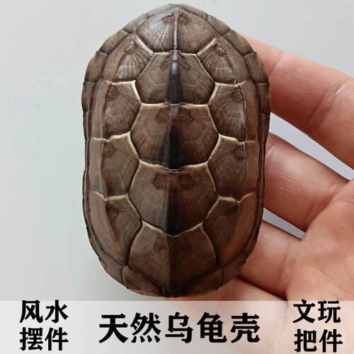 天然乌龟壳完整真草龟墨龟壳完整六爻工具文玩手把挂摆件富甲天下