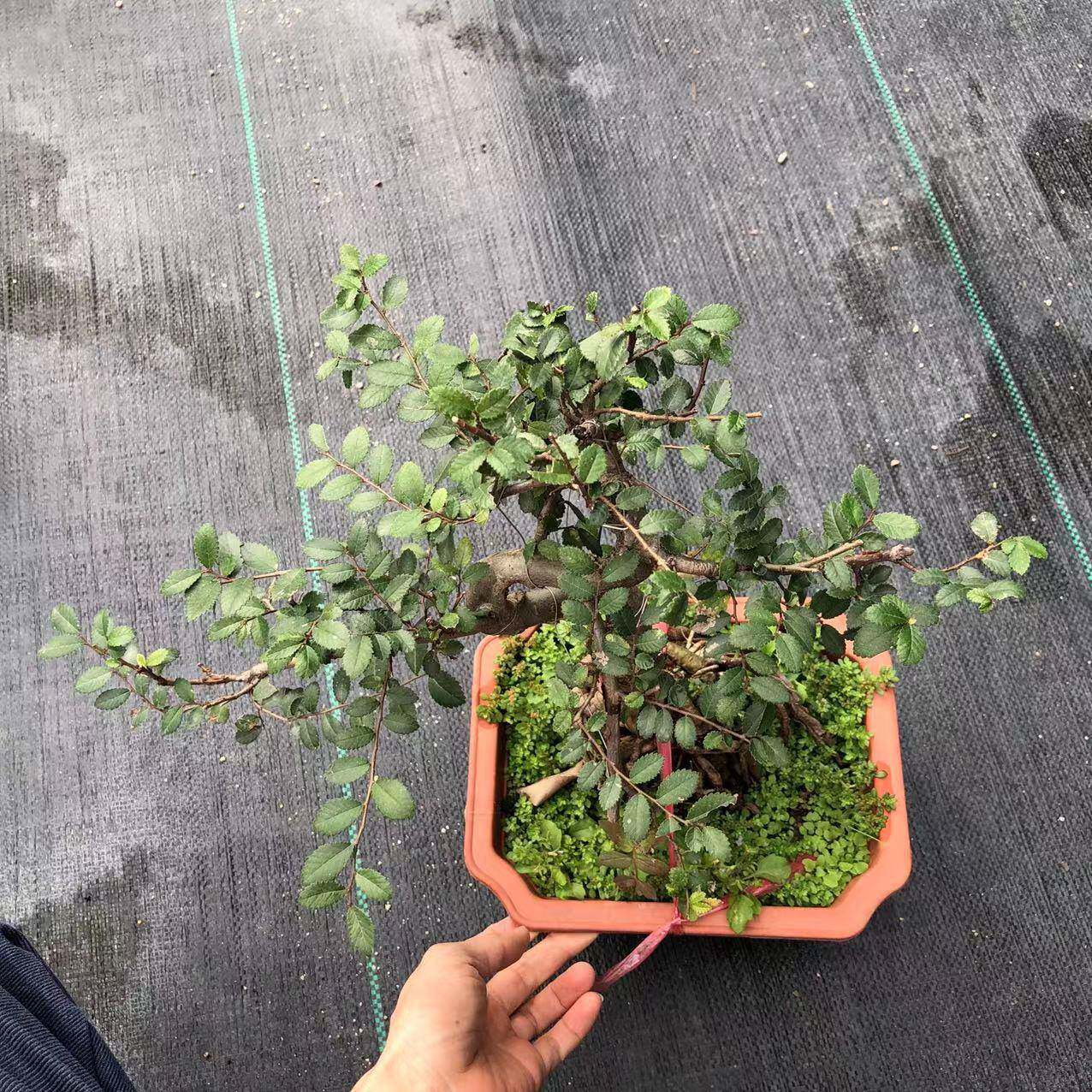 基地直批 250方盆提根S型榆树盆景树桩室内花卉阳台盆景 好养