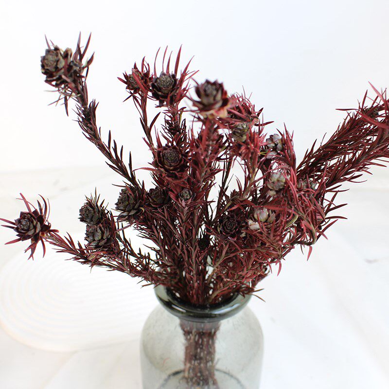澳洲郁金香 永生花真花干花天然花diy手工花材家居摆设装饰插花