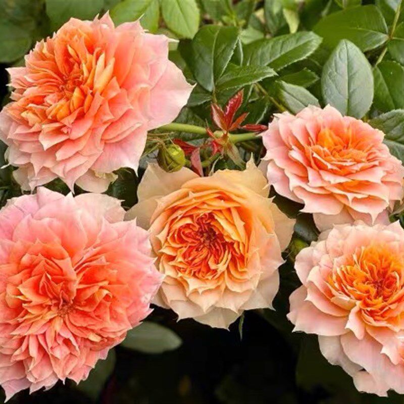 一加仑扦插中苗南瓜灯笼,鲜花速递/花卉仿真/绿植园艺,月季/蔷薇/玫瑰,淘宝优惠券,粉丝福利购,淘宝优惠卷