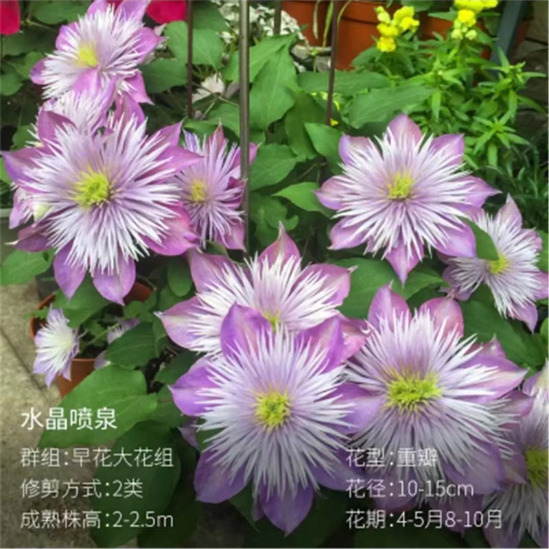 【水晶喷泉】1.5加仑铁线莲阳台庭院地载盆栽爬藤花卉四季开花