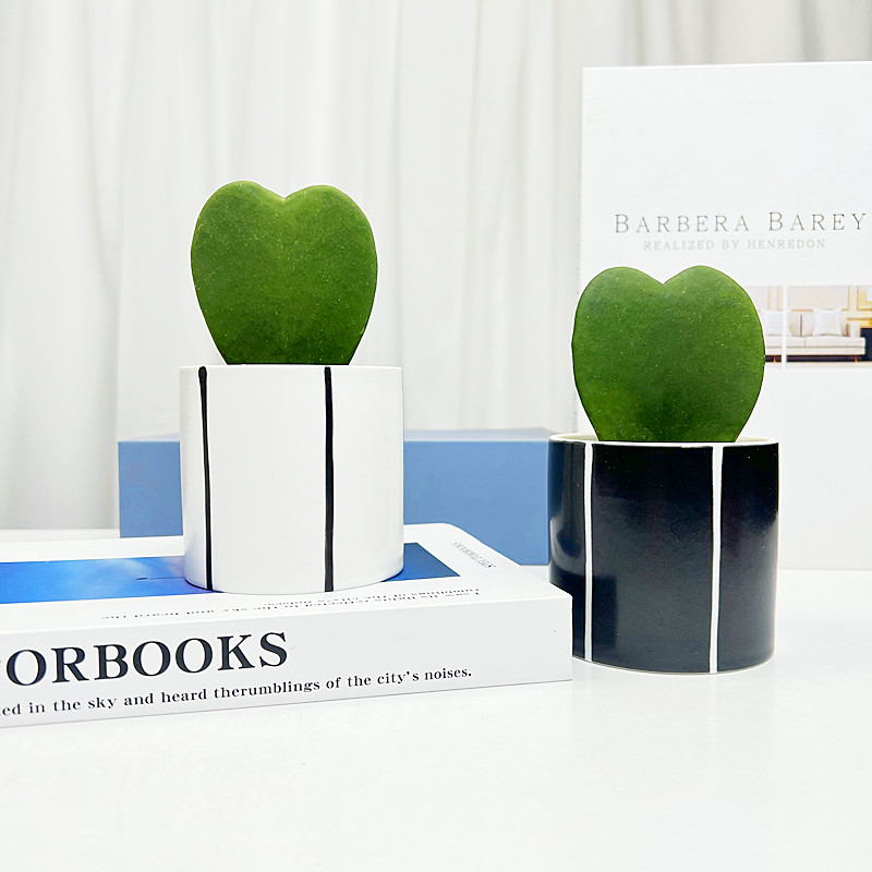 心叶球兰多肉植物室内盆栽一片心客厅桌摆好养活四季仙人掌花卉