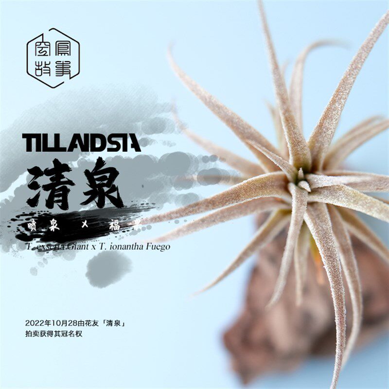 空气凤梨 清泉喷泉 x 福果精灵 空凤故事自杂品种 室内绿植